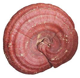 谁才是街上最靓的崽？ 《快到碗里来》收集系统介绍